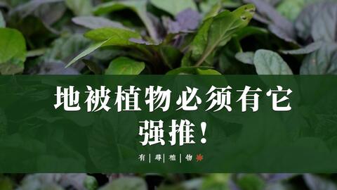 能开花的地被植物姬岩垂草 聊一聊它的优缺点 哔哩哔哩