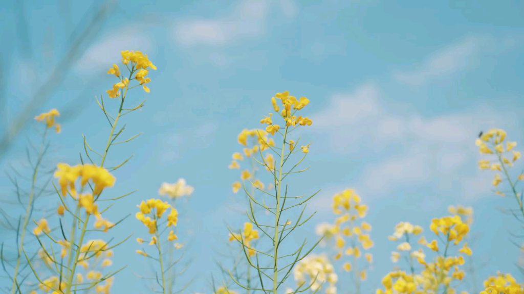 想佩环、月夜归来,化作此花幽独.姜夔——《白石道人歌曲ⷧ–影》哔哩哔哩bilibili