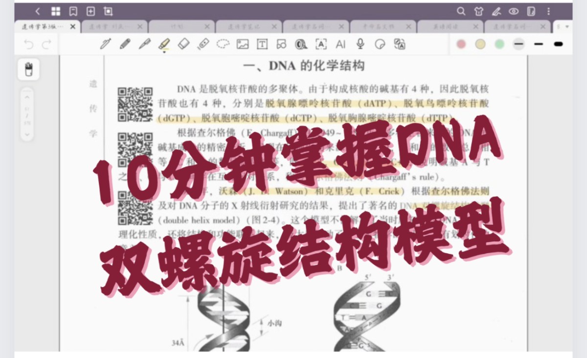 DNA结构图解:10分钟掌握DNA双螺旋结构模型!!!哔哩哔哩bilibili