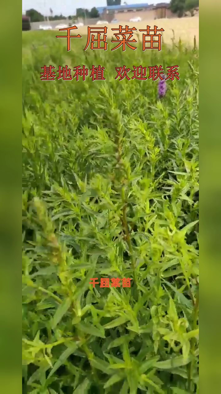 河流湿地绿化植物品种,盆栽千屈菜苗500万株坤盛基地 #千屈菜苗 #河南千屈菜苗 #河南千屈菜苗基地哔哩哔哩bilibili