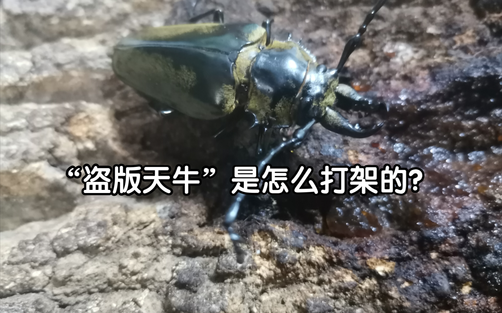 盗版天牛的战斗技巧 三栉牛斗虫解析