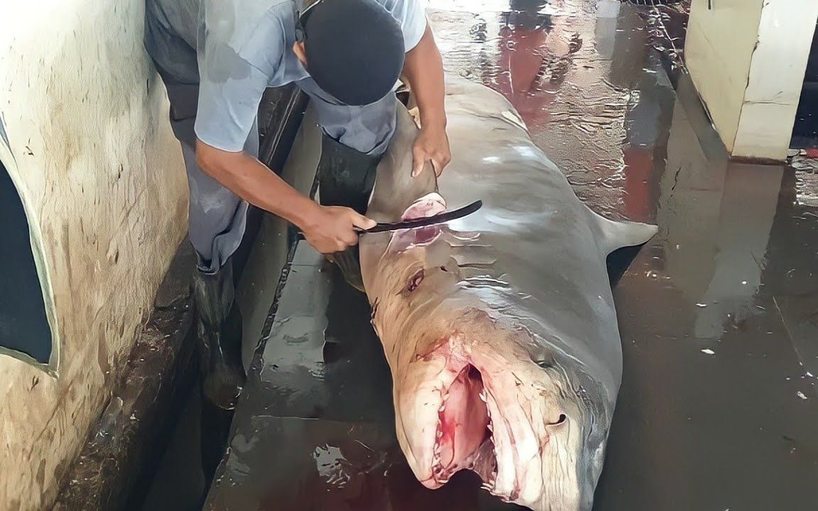 大叔人狠话不多几百斤的大鱼4分钟杀好鲨鱼见了都要掉头跑