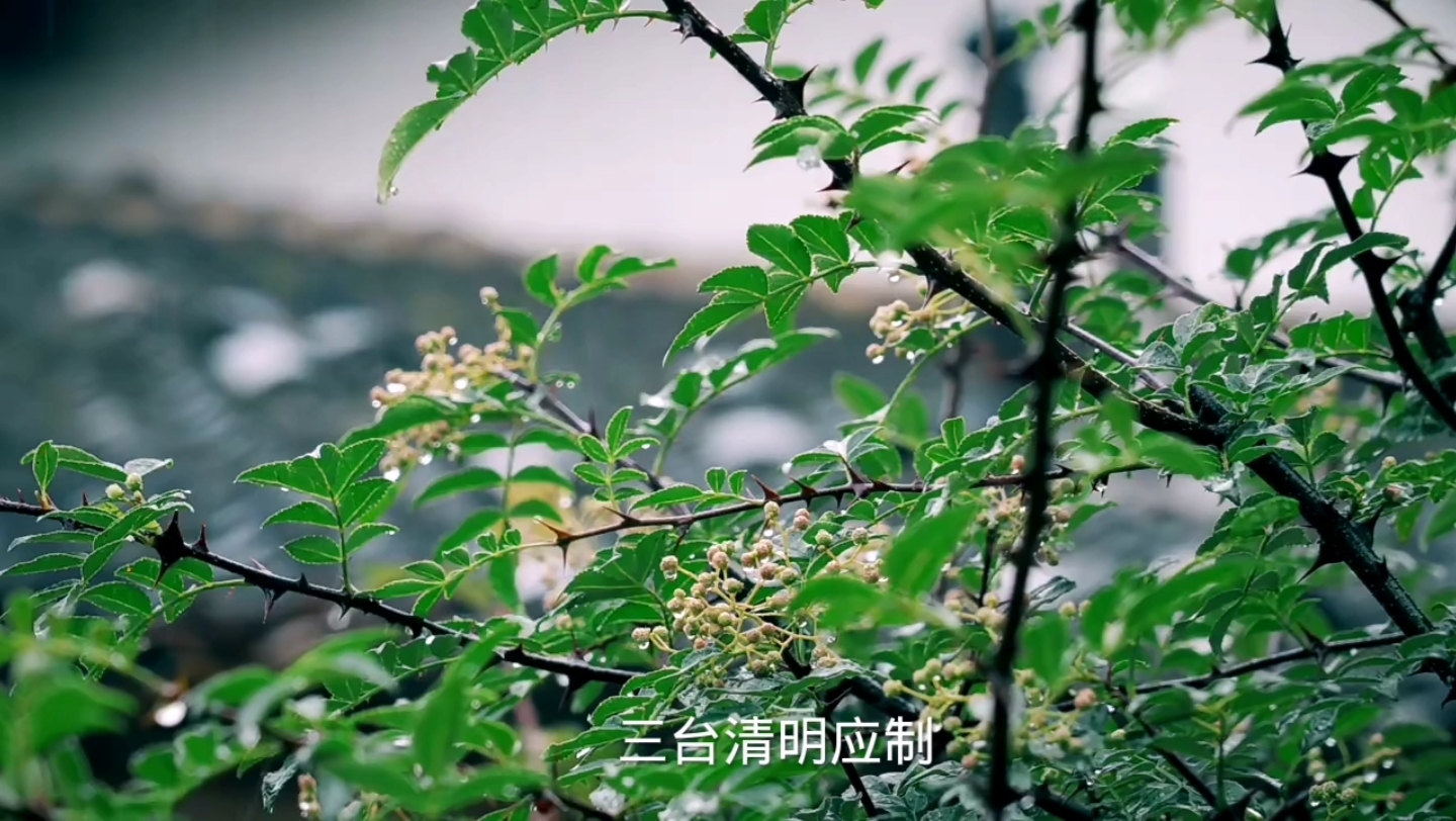 [图]三台·清明应制 宋代：万俟咏 见梨花初带夜月，海棠半含朝雨。内苑春、不禁过青门，御沟涨、潜通南浦。东风静、细柳垂金缕。望凤阙、非烟非雾。好时代、朝野