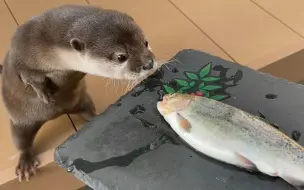 Скачать видео: 干饭干饭！瞬间就能干完一条鱼的水獭【小樱花和小年糕】