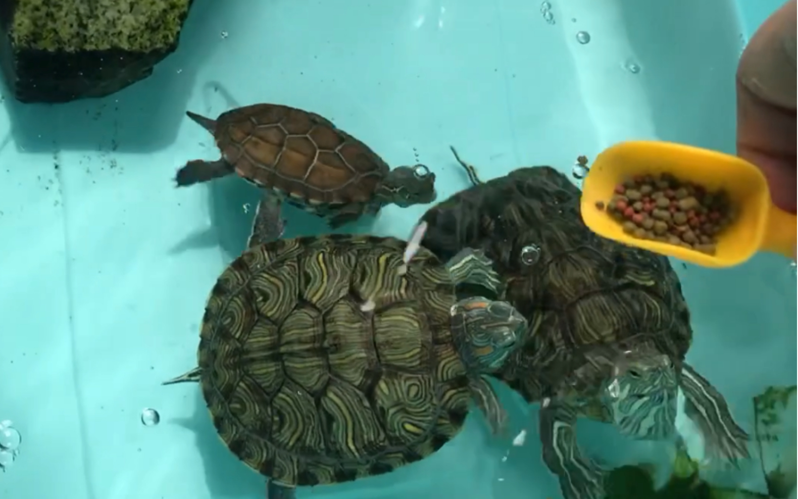 巴西龟草龟小乌龟的成长日记2