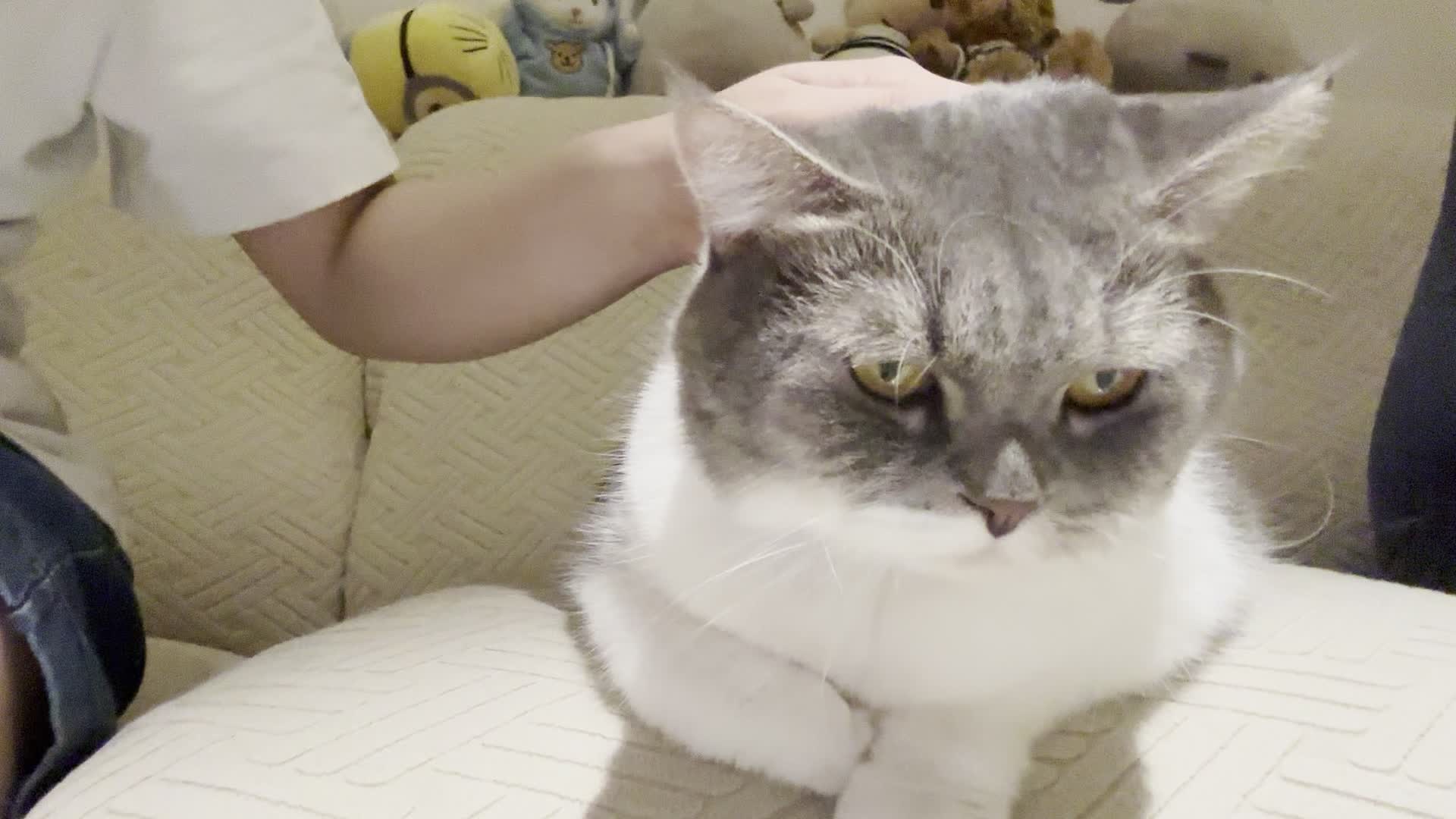 必被撸的肥猫咪77