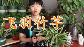 荷兰进口白油画竹芋 哔哩哔哩 つロ干杯 Bilibili