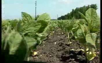 南瓜覆膜栽培技术 哔哩哔哩 Bilibili