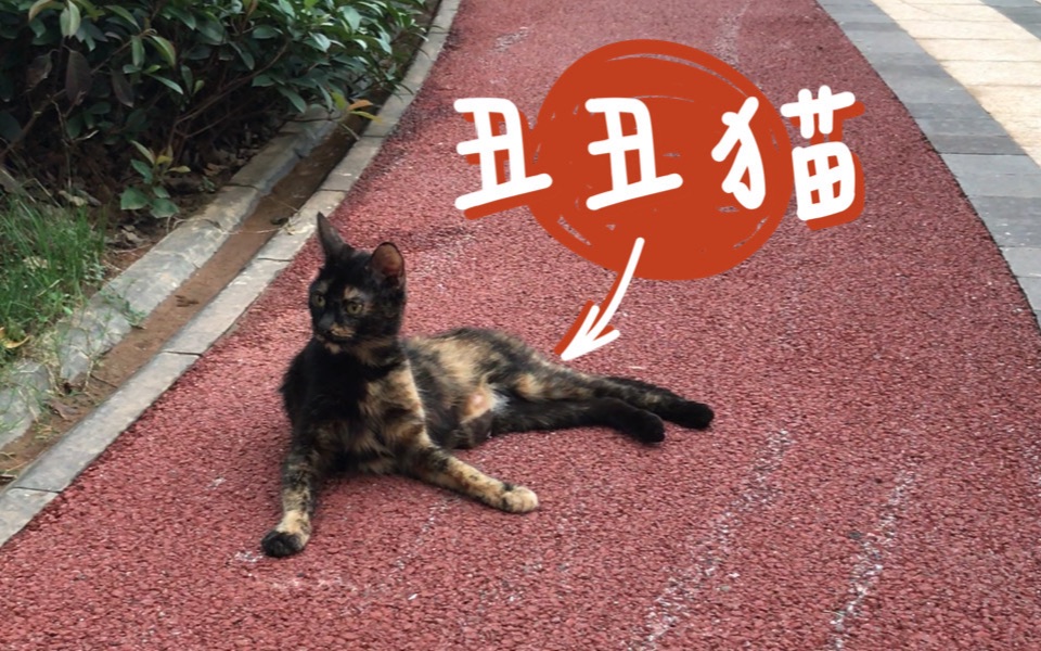 [图]丑丑猫