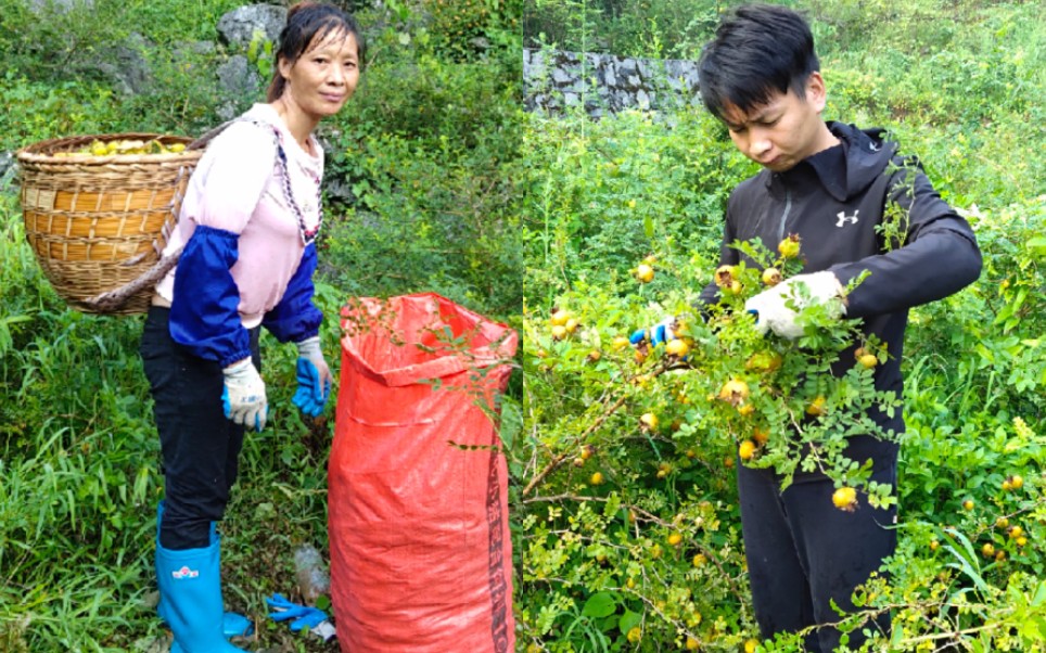 不可思议,小杨家自种刺梨能卖20一斤,忙活2小时摘了160斤,可以卖几千元.哔哩哔哩bilibili