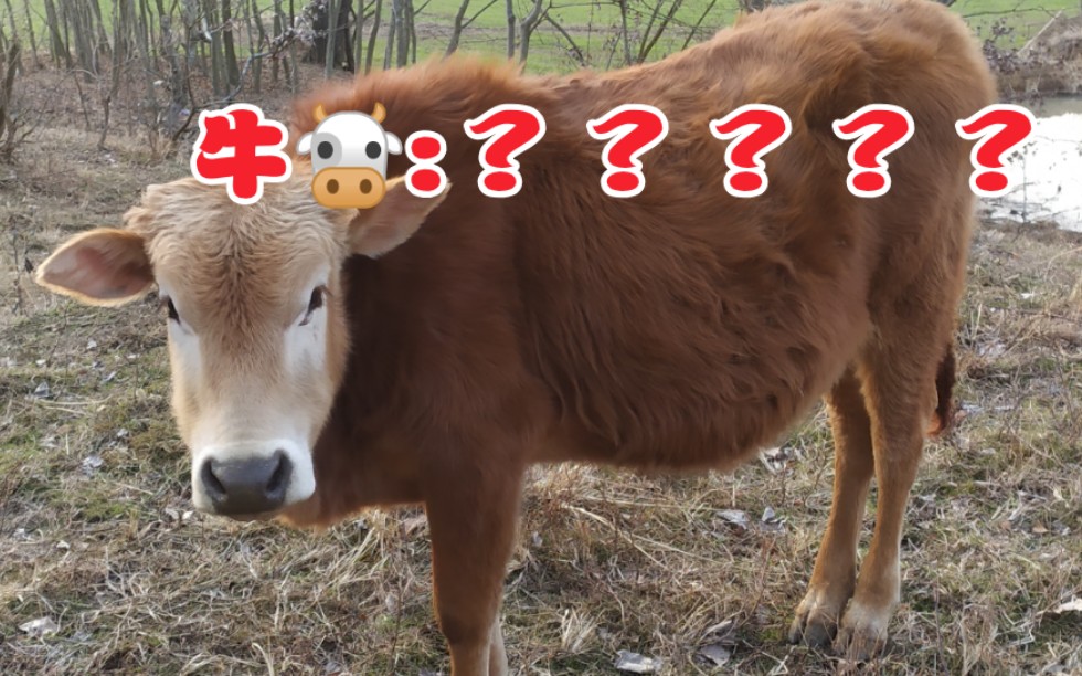 牛盯着我看,我对着牛笑!只要不顶我,一切都好说.