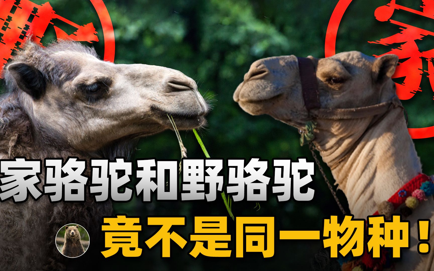 专家:野骆驼和家骆驼不是同一个物种,但是可以生下杂交后代?