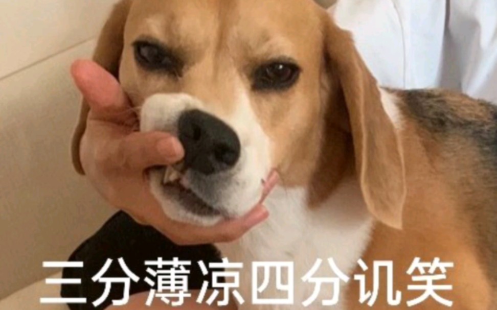 比格犬表情包哔哩哔哩bilibili