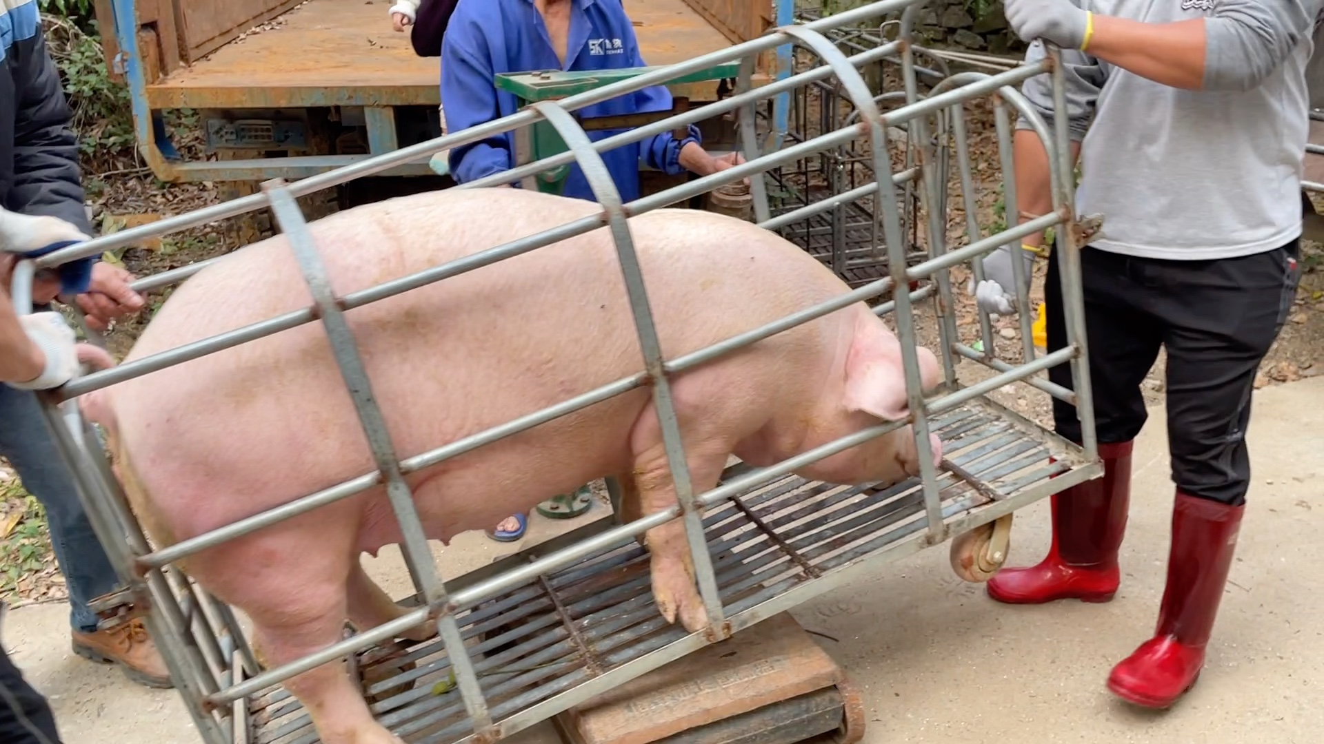 今日生猪水价高,高州农村养猪大叔笑着卖猪啰,这价养猪赚多少钱