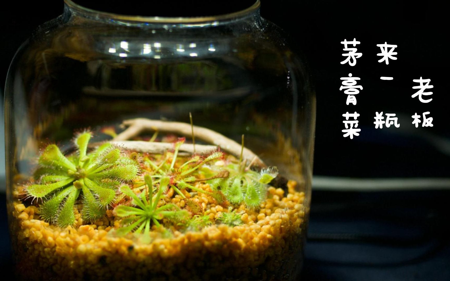 食虫植物 红红绿绿的茅膏菜微景观制作哔哩哔哩bilibili