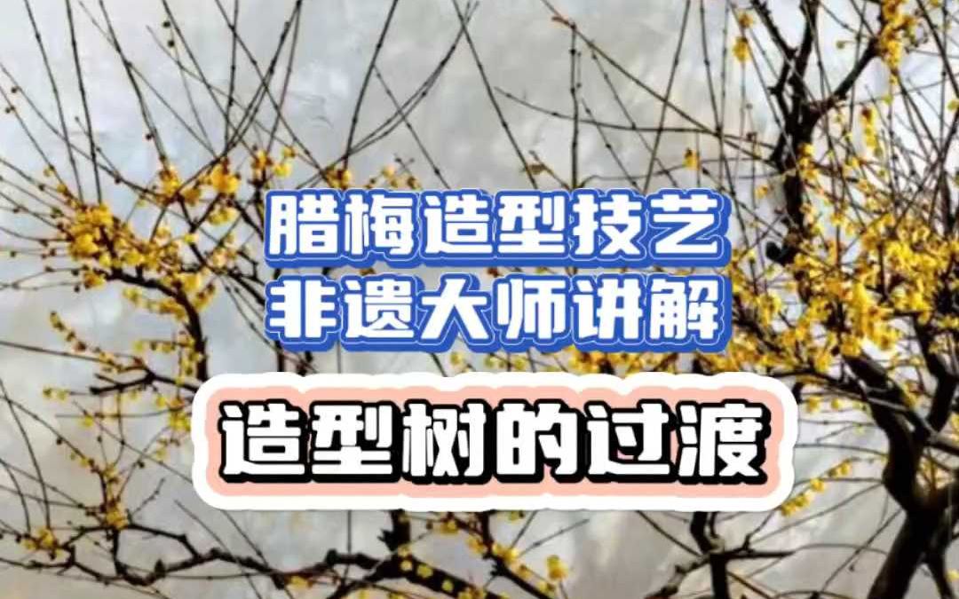 腊梅造型技艺非遗大师讲解造型树的过渡哔哩哔哩bilibili