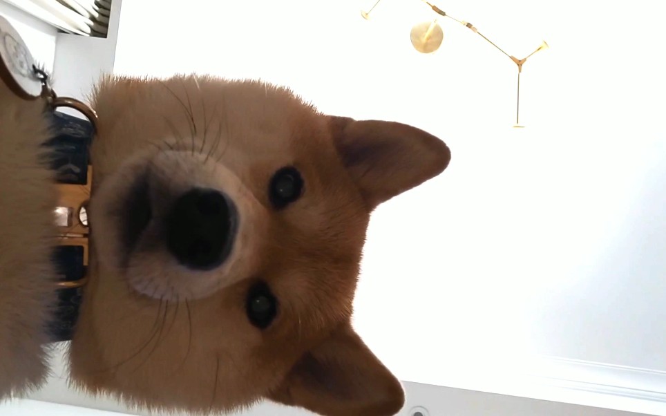 你瞅啥,瞅你过年过得好嘛?柴犬的面包脸凝视