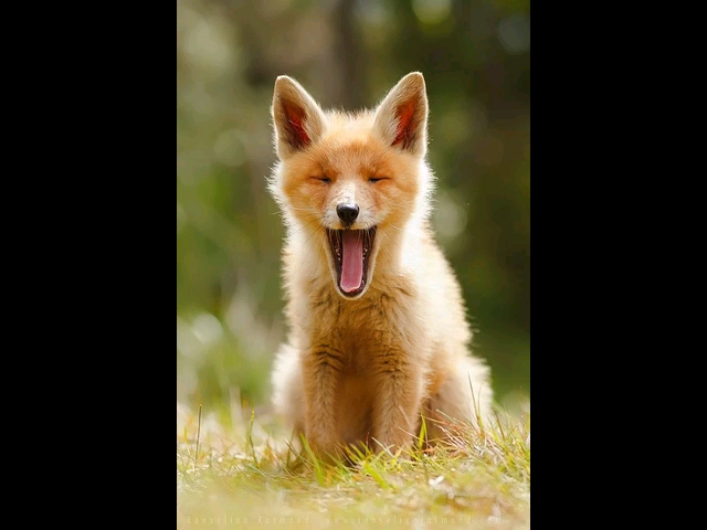 活动  小狐狸尾巴