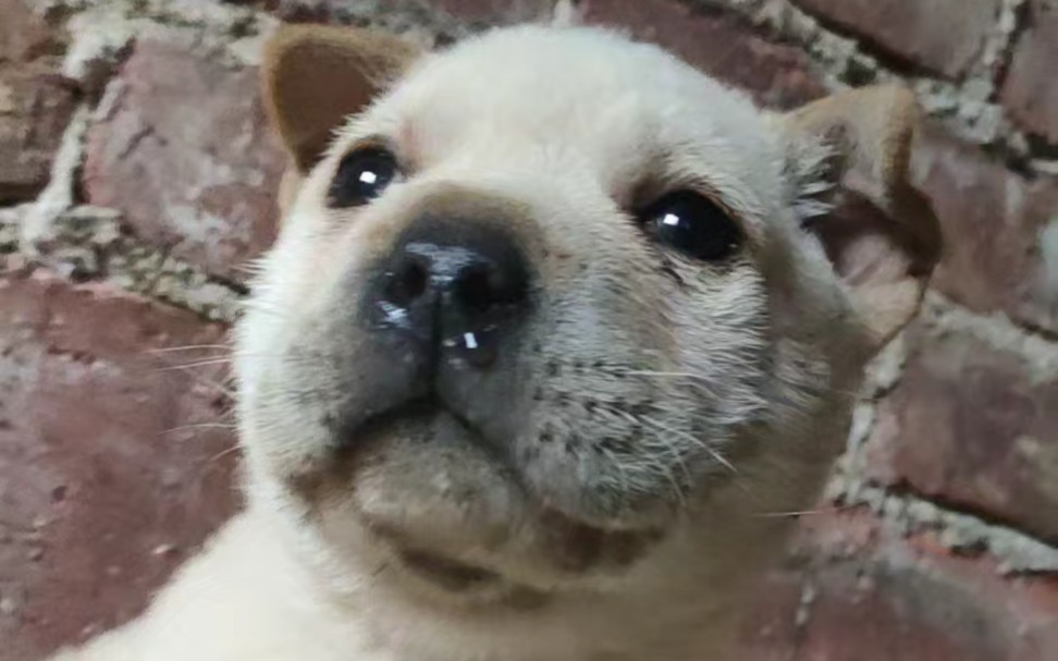 高冷小狗,镜头都不看一下