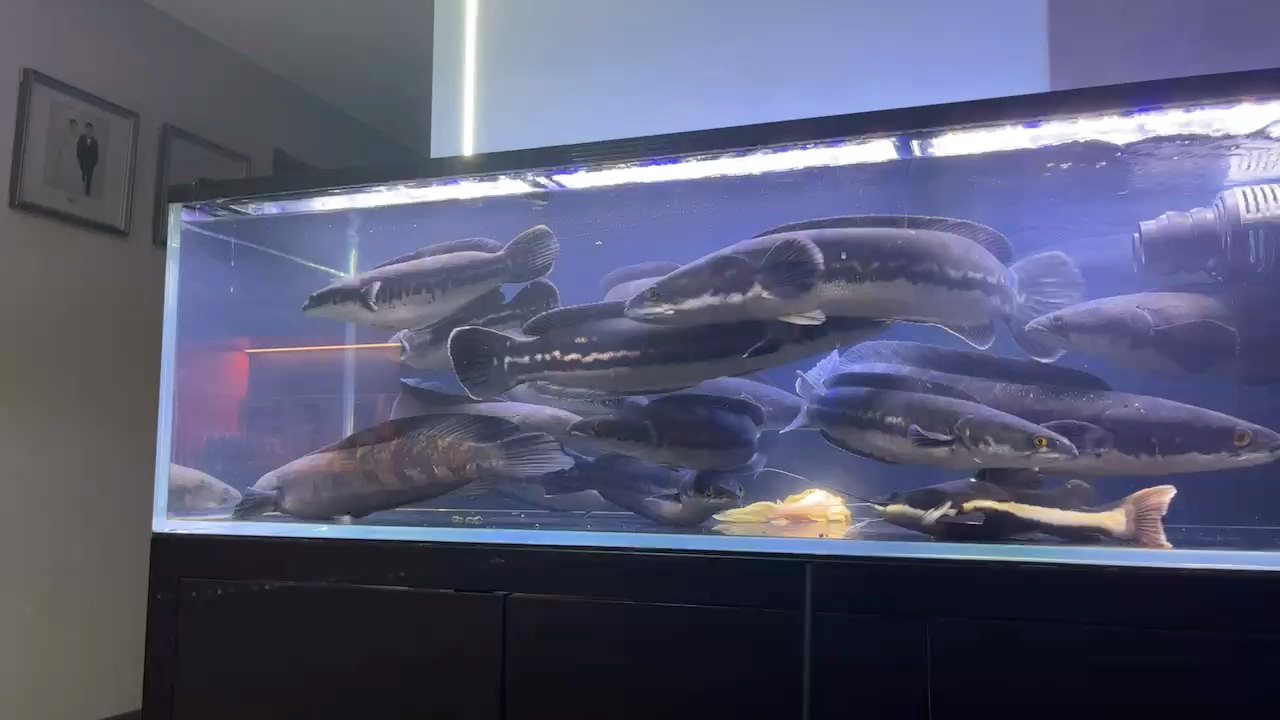 大密度猛鱼混养