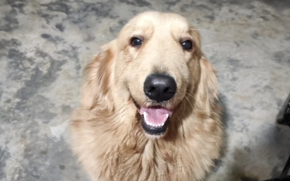 这是撒哈拉比着急的样子