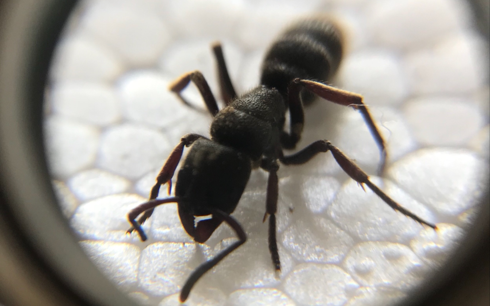 红足捕食小蟑螂