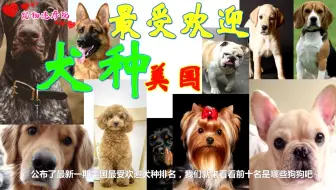 美国十大最受欢迎犬种排名 哔哩哔哩 Bilibili