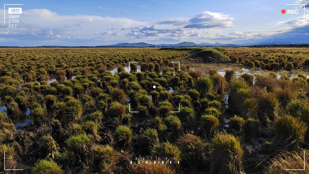 湿地里一片茂盛的塔头