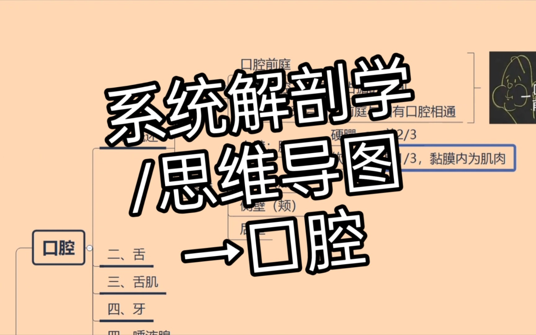 【系统解剖学笔记】口腔→系统解剖学/霍琨老师/思维导图哔哩哔哩bilibili