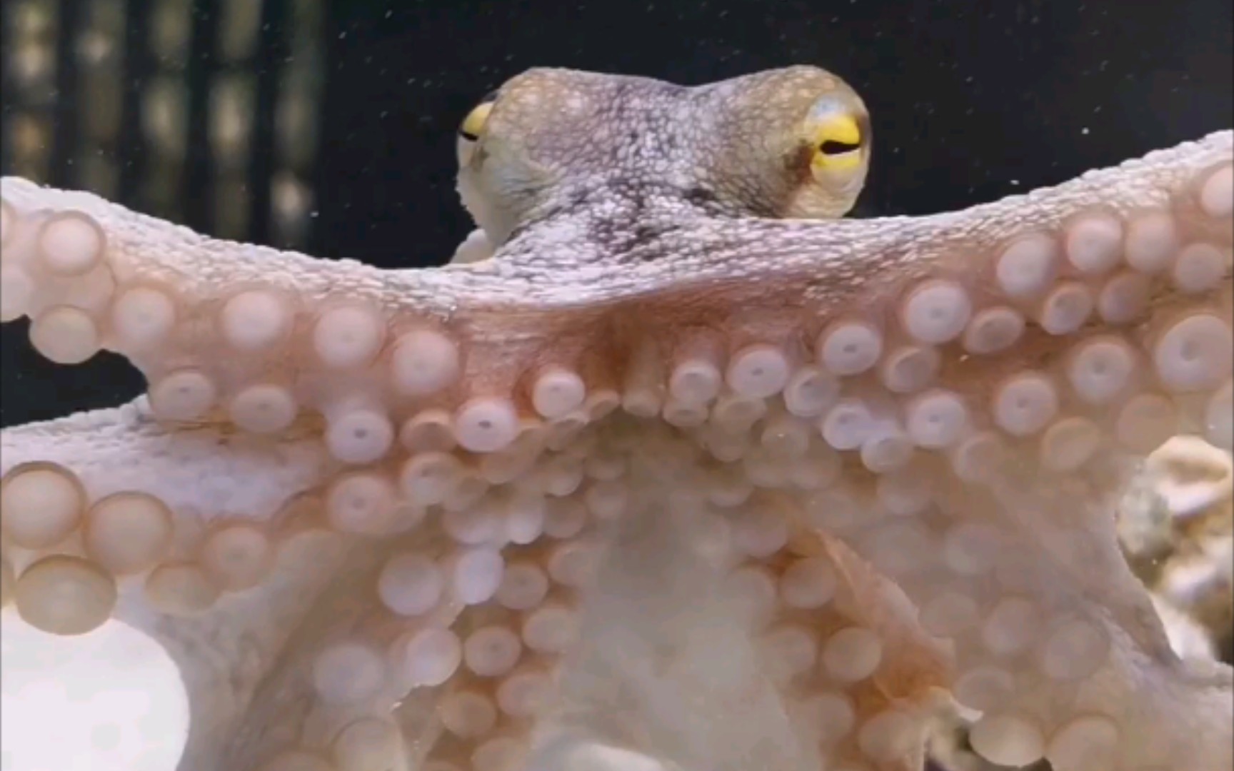 我今天被章鱼保罗喷了一身水_哔哩哔哩_bilibili