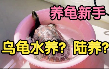 乌龟到底喜欢水吗?应该水养还是散养呢?哔哩哔哩bilibili