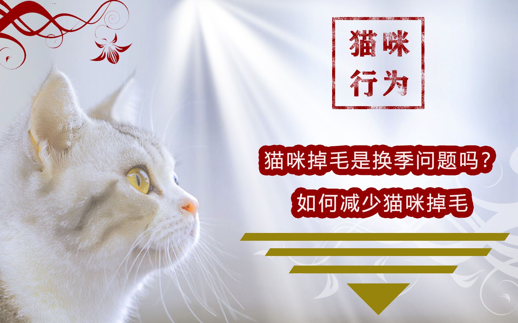 猫咪掉毛是换季问题吗?如何减少猫咪掉毛哔哩哔哩bilibili