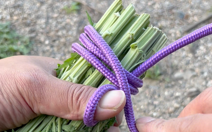 奶奶教我的捆菜结