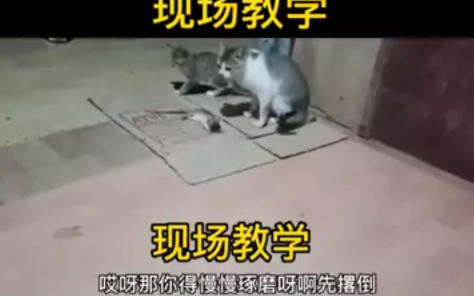 [图]猫妈妈教儿子怎么抓老鼠，笑死了，哈哈！