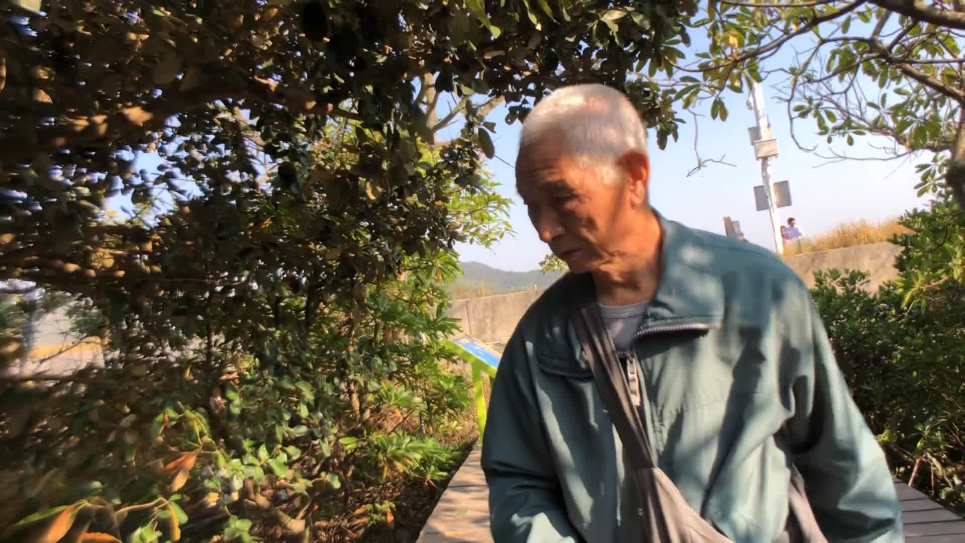 [图]淇澳岛红树林景区