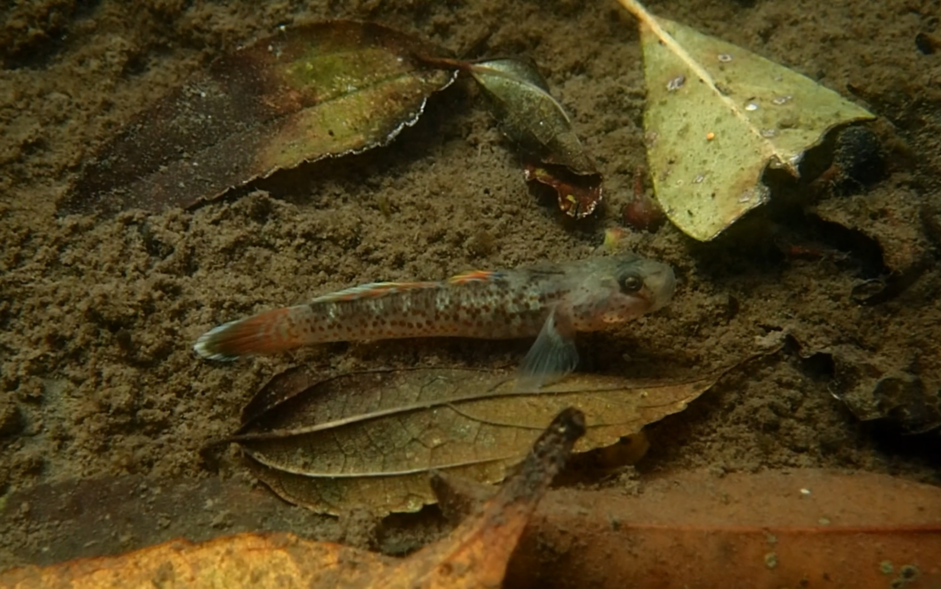 台湾短吻红斑吻虾虎