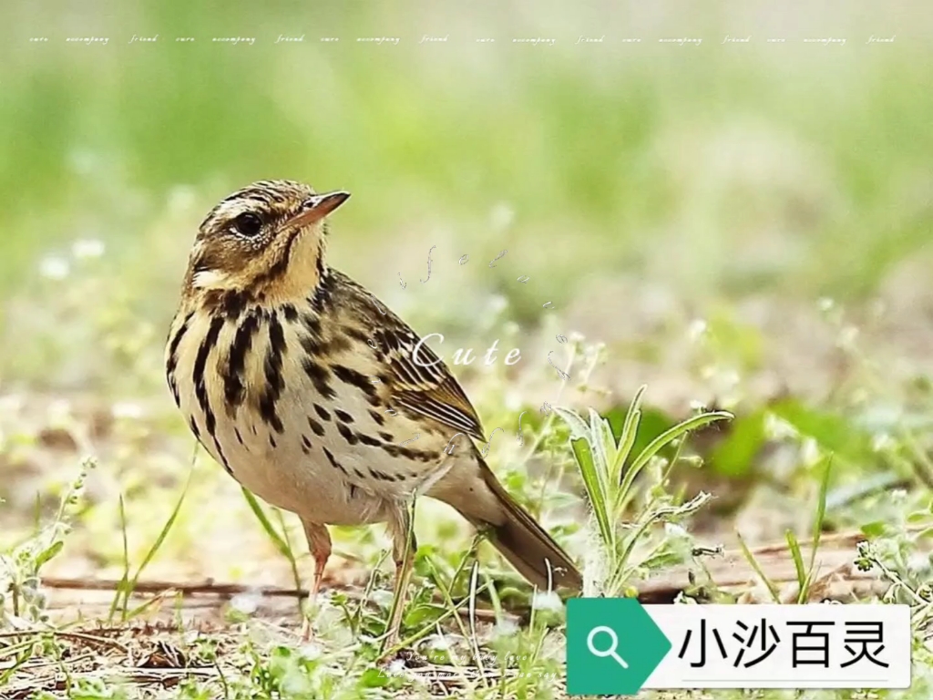 小沙百灵鸟公母图解图片