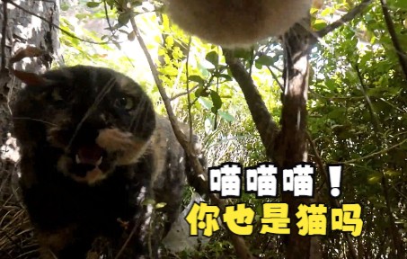 [图]吃过亏的喵师傅学聪明了？猫咪：看到“纹身”的要绕着走！