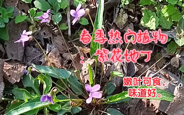 春天,野地里的小花:紫花地丁哔哩哔哩bilibili