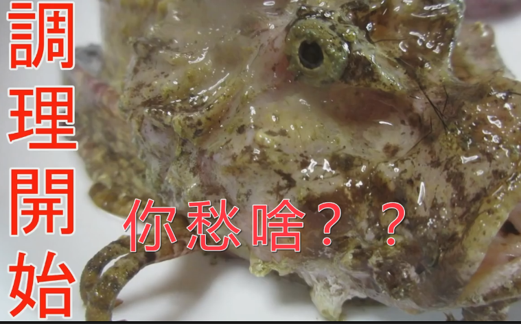 痛风金子考古来吃两只老虎鱼自制中字