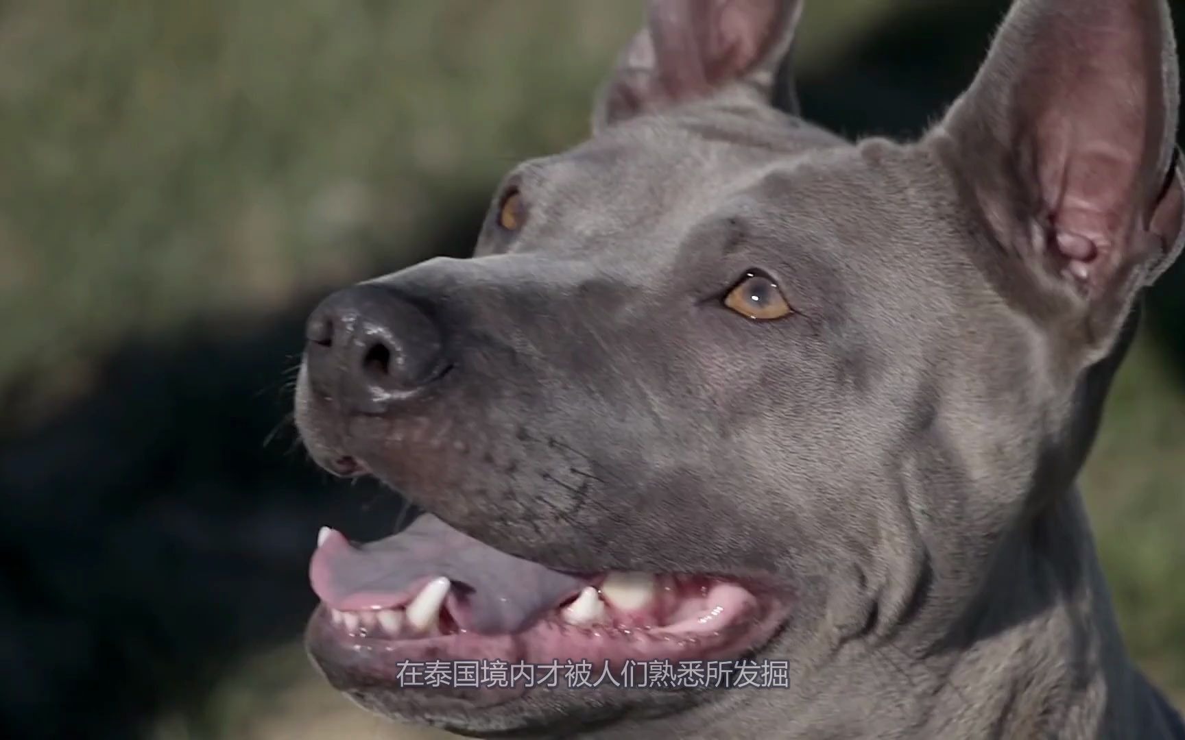 泰皇犬 泰国皇室最爱的犬种 极少被串的纯血统狗狗哔哩哔哩bilibili