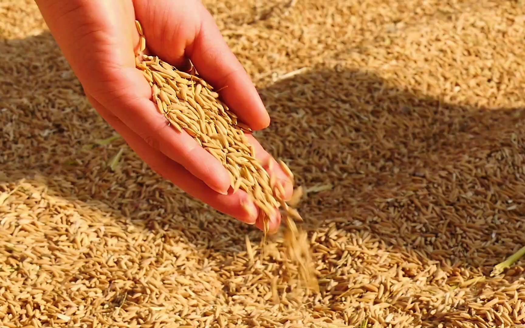 "粮"辰美景丰收忙 森岭大别山东北五常大米丰收啦!