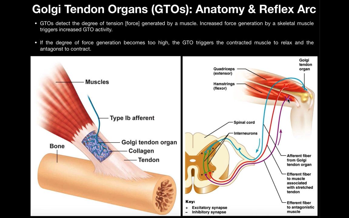 腱器官的功能 Function of Golgi Tendon Organs GTOs in Movement  Exercise哔哩哔哩bilibili