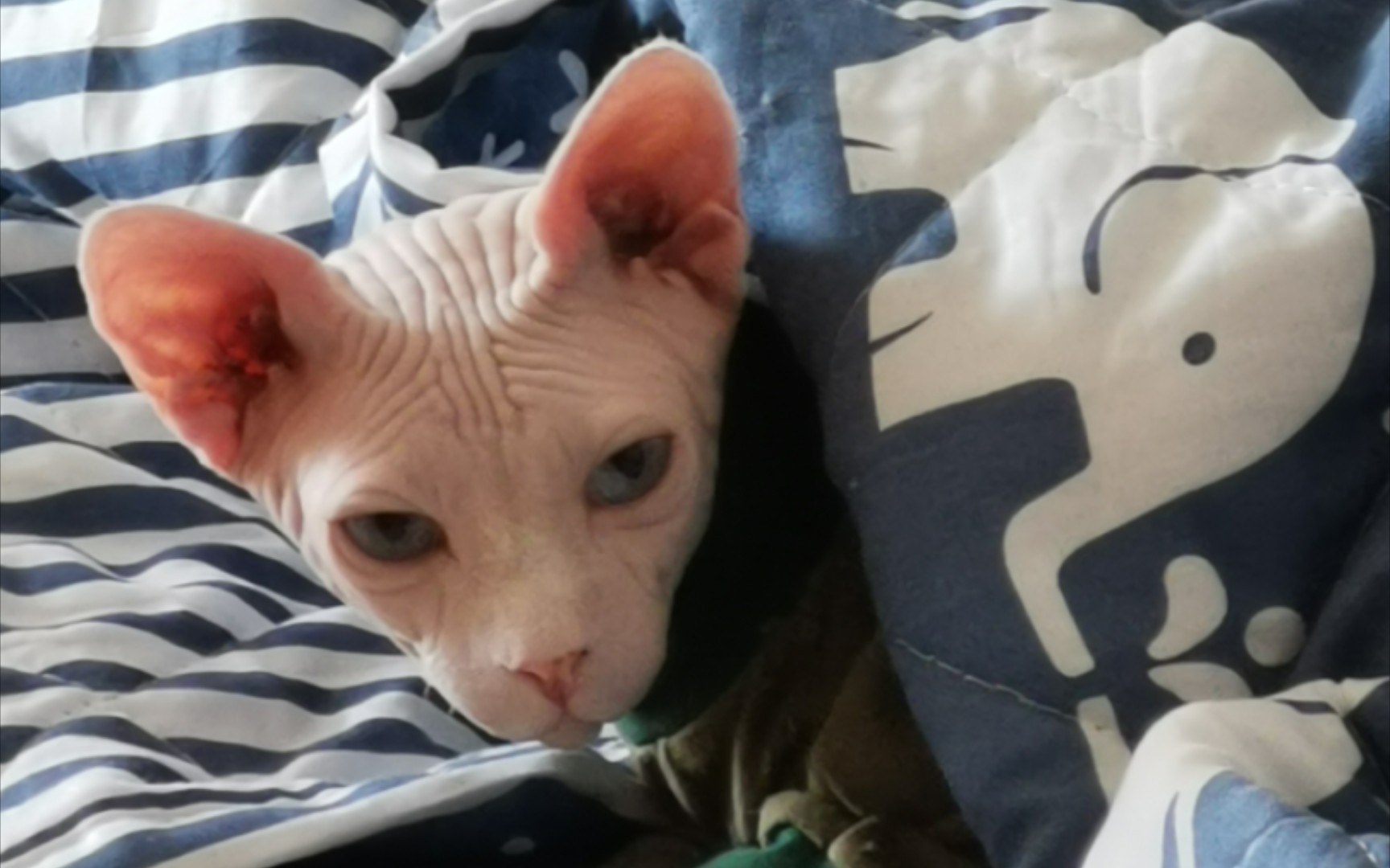 展堂,用啥词形容它呢,大皮脸二皮脸?