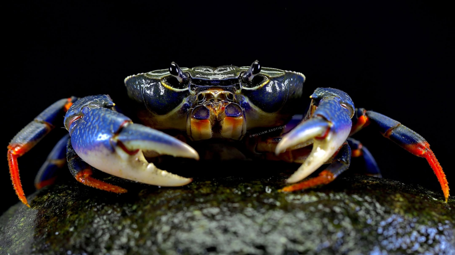 热农德曼蟹demanietta renogensis