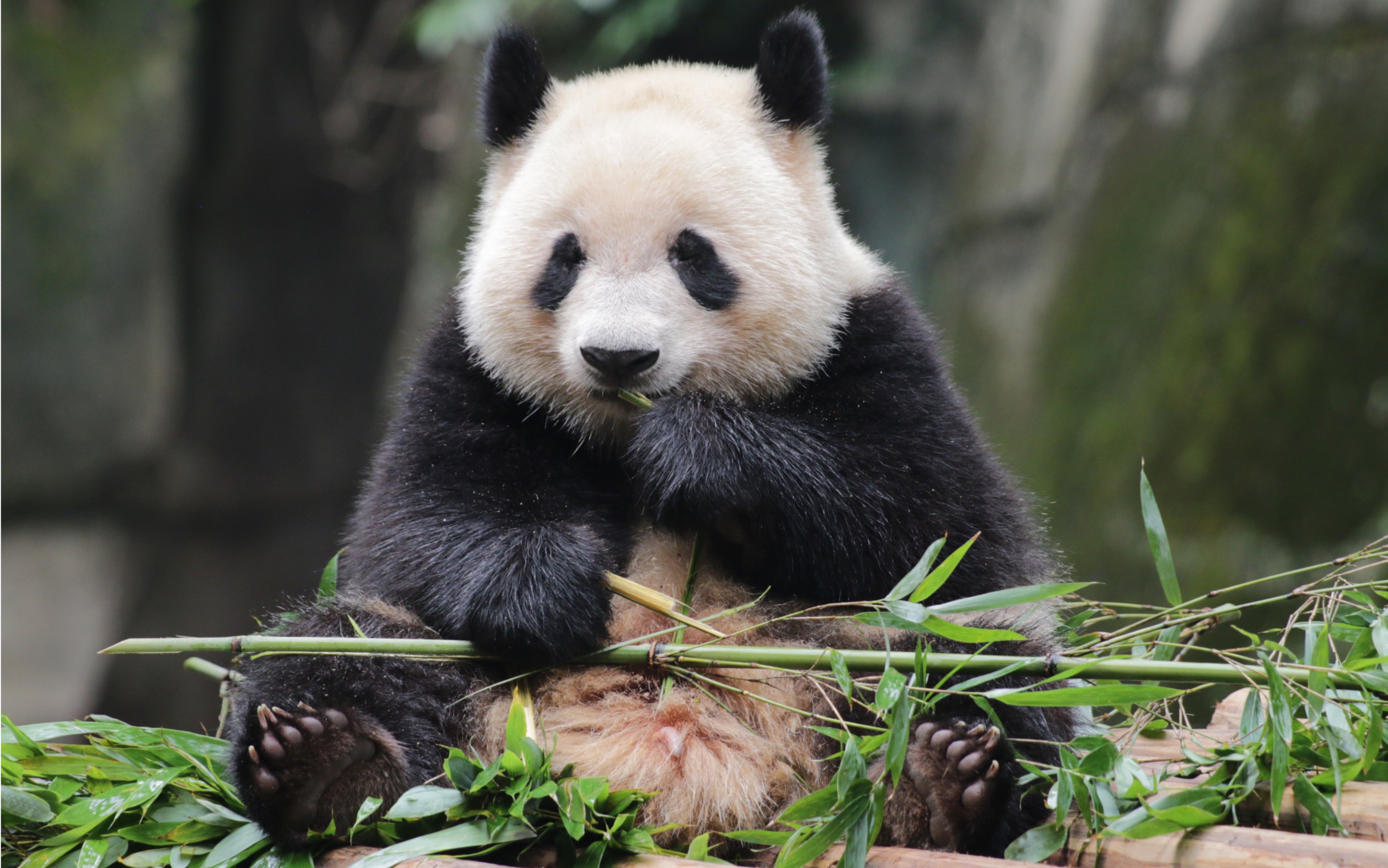 奇珍坐着干饭小小只好可爱,小脚脚好乖呀