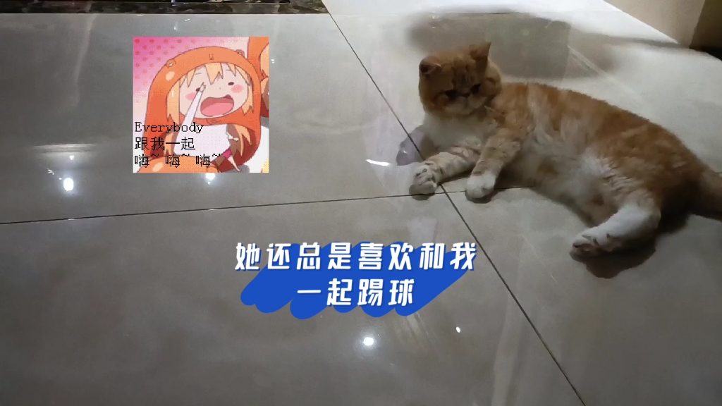 [图]加菲猫的“幸福生活”