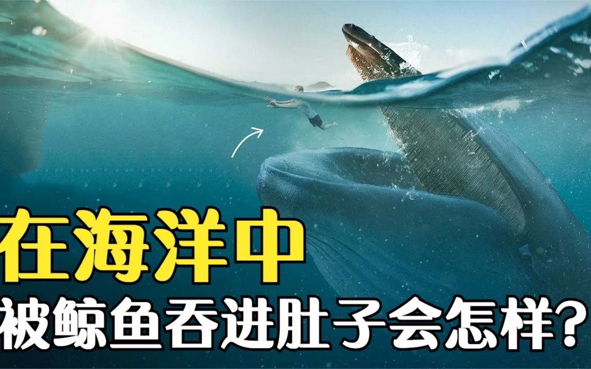 假如在海洋中不小心被鲸鱼吞进肚子里究竟会发生些什么