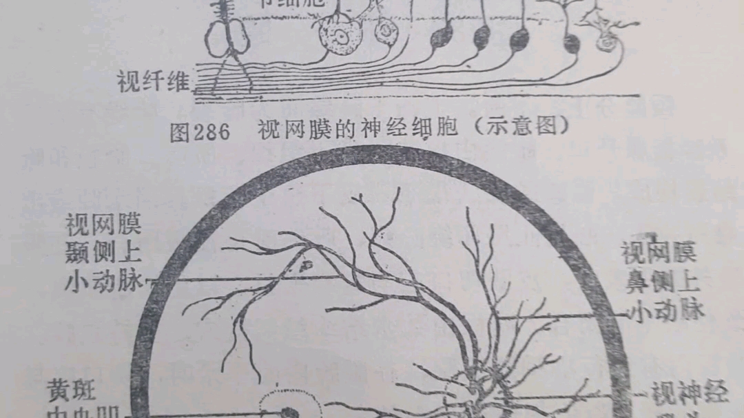 视网膜的神经细胞(示意图)和眼底哔哩哔哩bilibili