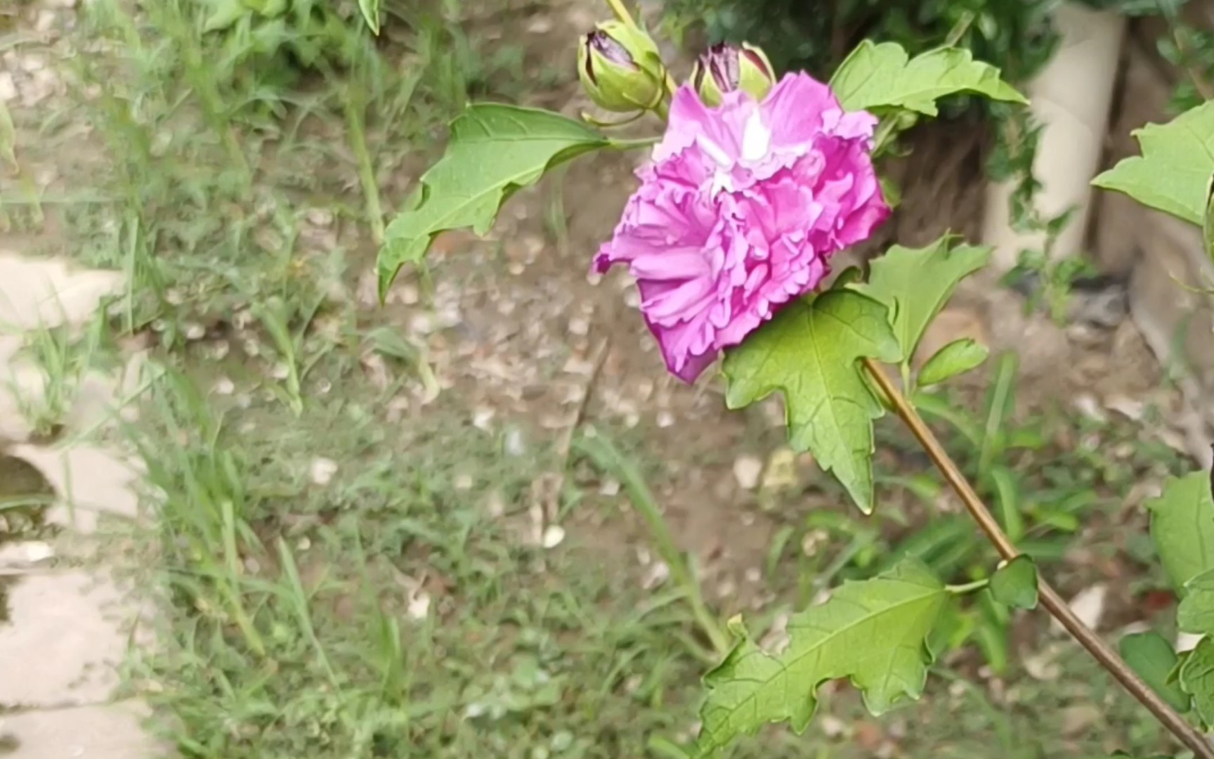 [图]渐变的木槿花，好漂亮‖紫玉木槿同时二种花朵